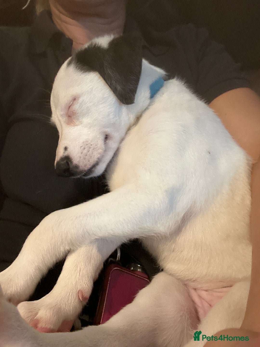 Mixed Breed dogs for sale: Lurcher x wiggy pups - Image 17