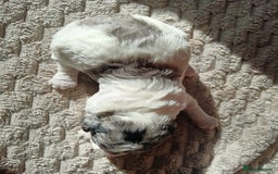Cockapoo dogs for sale: Beautiful litter of cockapoos - Image 13