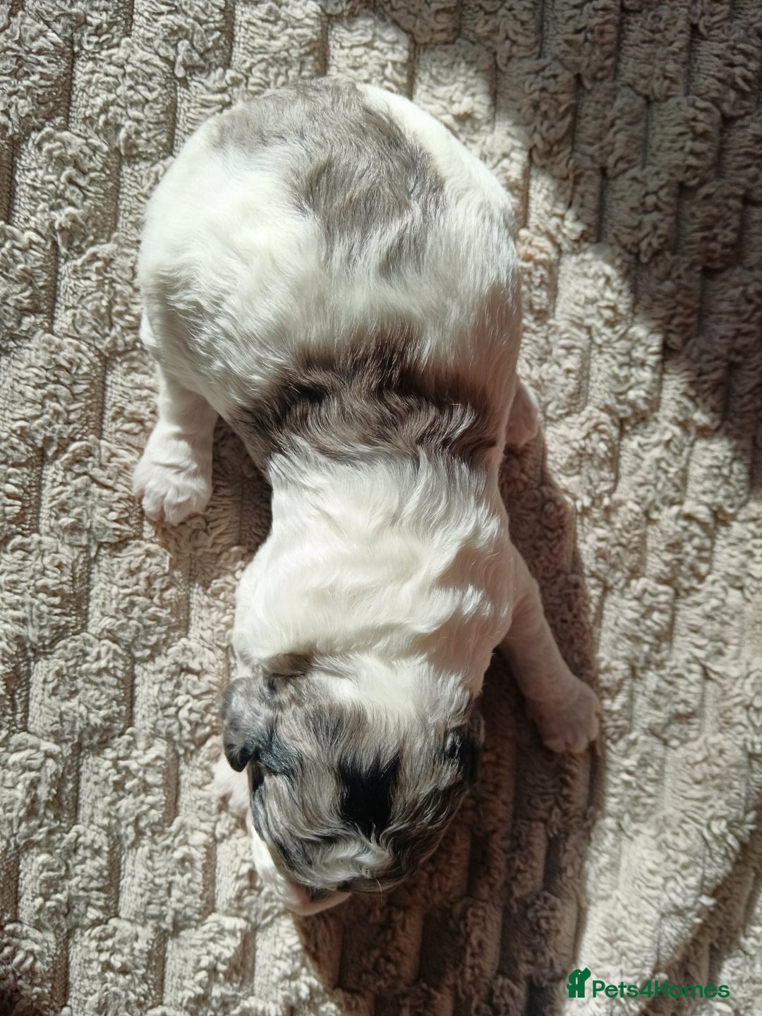 Cockapoo dogs for sale: Beautiful litter of cockapoos - Image 13