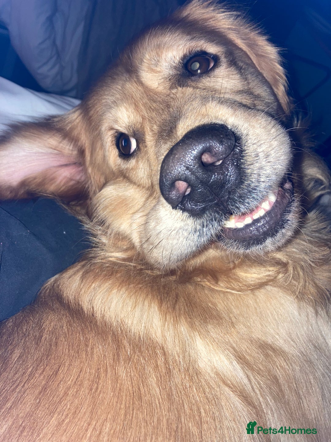 Mixed Breed dogs for sale: Beautiful chunky golden retriever x cockapoos  - Image 33