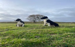 Smooth Collie dogs for sale: Beautiful Smooth Coated Puppies  - Image 3