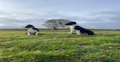 Smooth Collie dogs - Advert 15