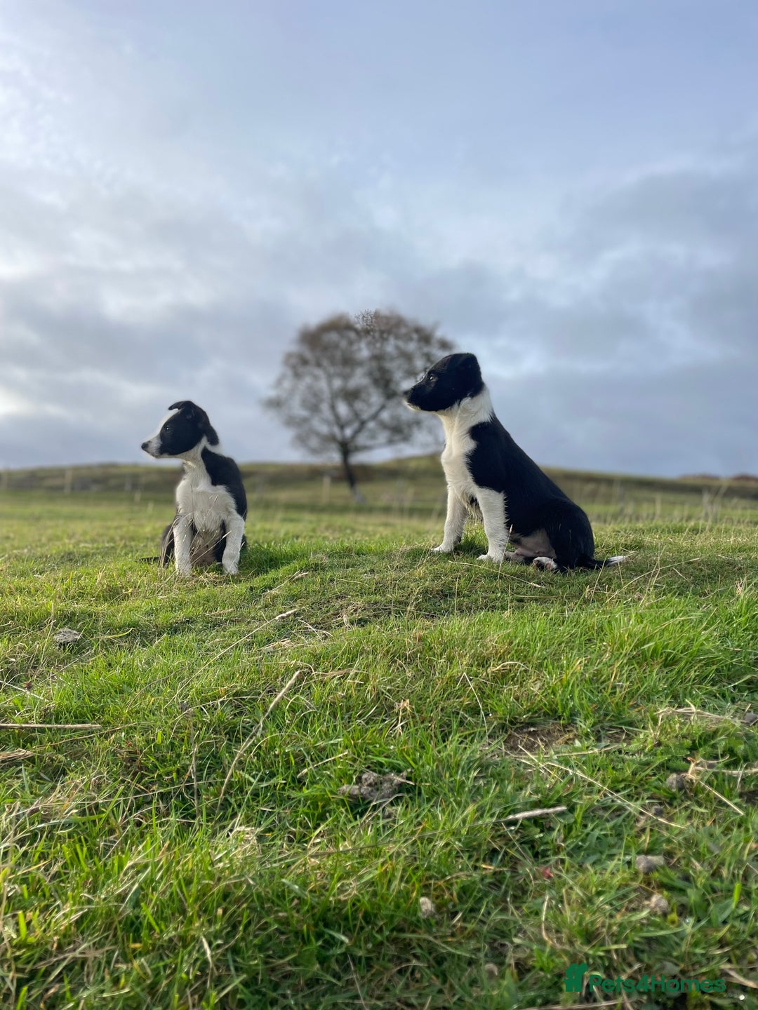Smooth Collie dogs for sale: Beautiful Smooth Coated Puppies  - Image 3