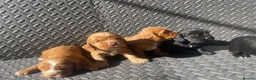Cocker Spaniel dogs for sale: Show type cocker spaniels.  - Advert 10