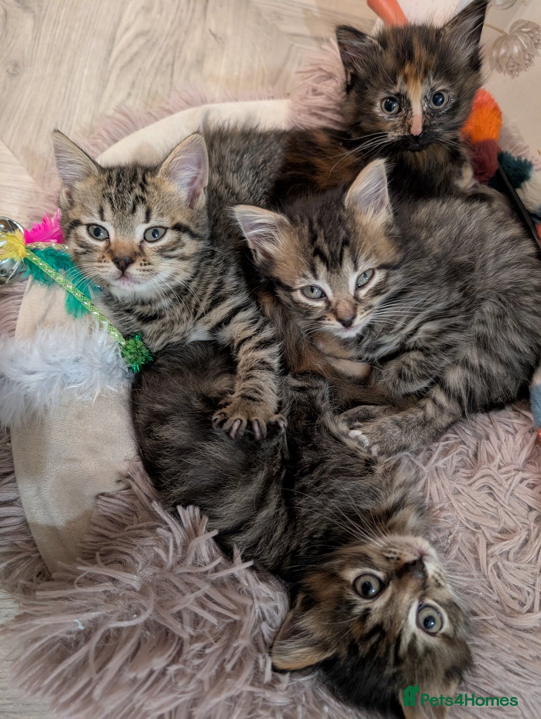 Mixed Breed cats for sale: Beautiful tabby/Calico fluffy kittens  - Advert 2