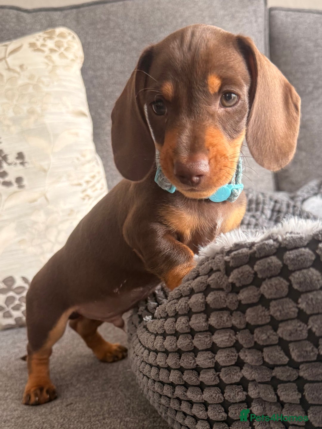 Dachshund dogs for sale: KC one little girl left STANDARD dachshund puppy  - Image 10