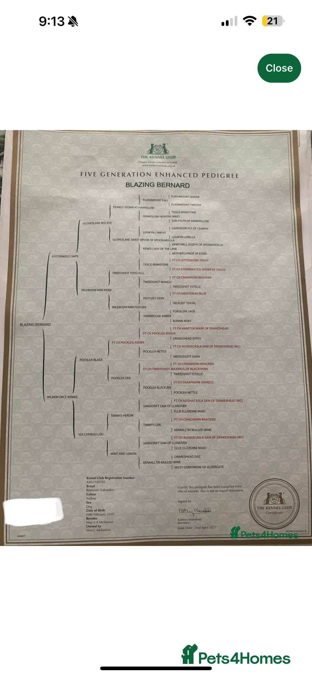 Labrador Retriever dogs for sale: Labrador Puppies (FOX RED) Last PUP Girl - Advert 8