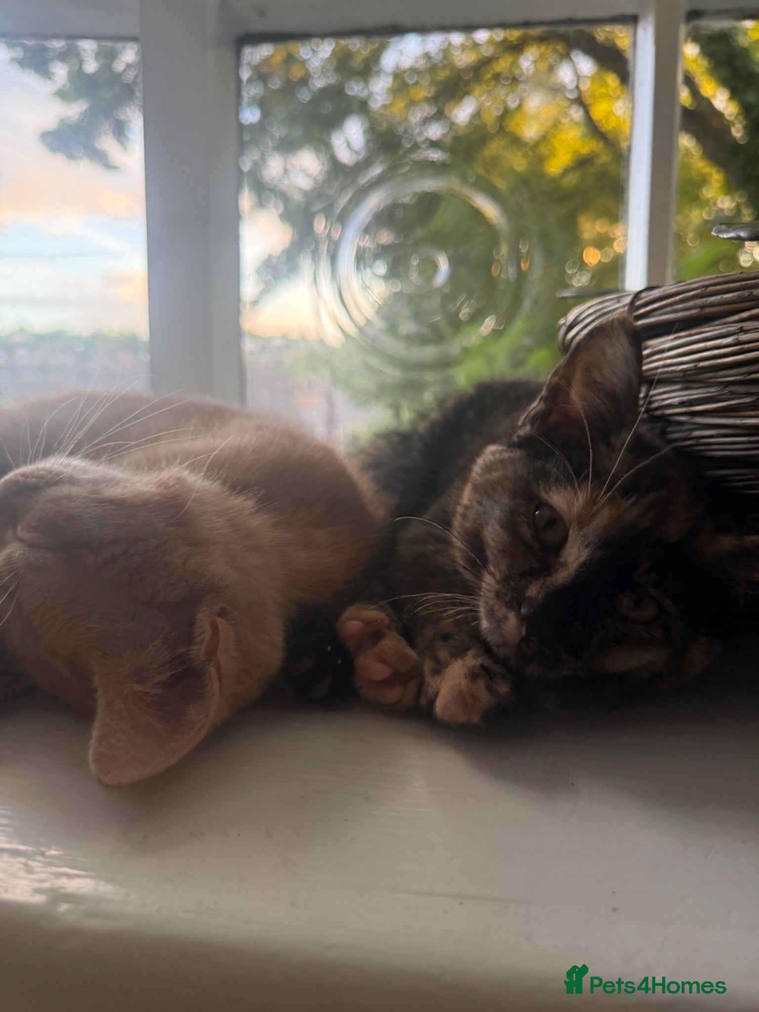 Mixed Breed cats for sale: two kittens for sale  - Advert 1