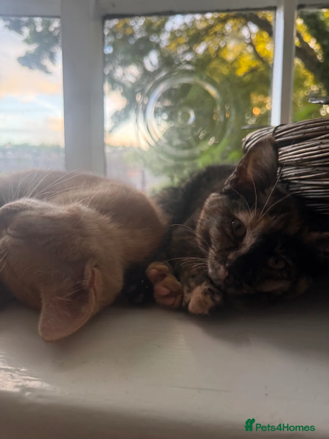 Mixed Breed cats for sale: two kittens for sale  - Advert 1