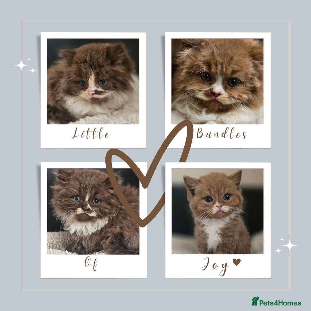 British Shorthair cats Beautiful British longhair kittens 🤎🧸  - Advert 10