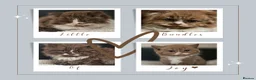 British Shorthair cats for sale: Beautiful British longhair kittens 🤎🧸  - Advert 1