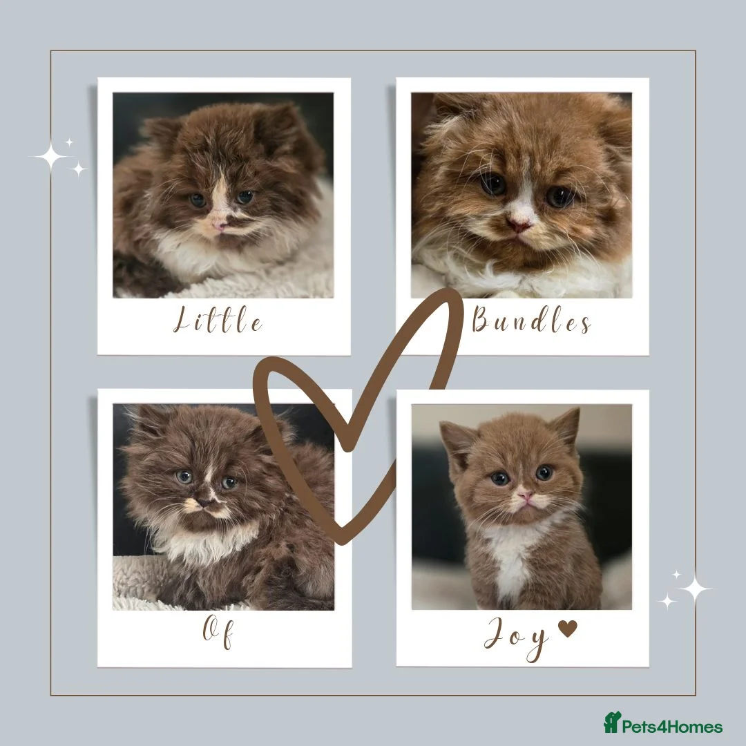 British Shorthair cats for sale: Beautiful British longhair kittens 🤎🧸  - Advert 1