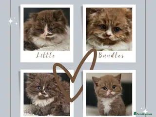 British Shorthair cats Beautiful British longhair kittens 🤎🧸 - Advert 10