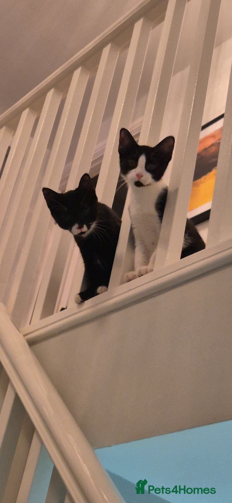 Mixed Breed cats Two male kittens  - Advert 5