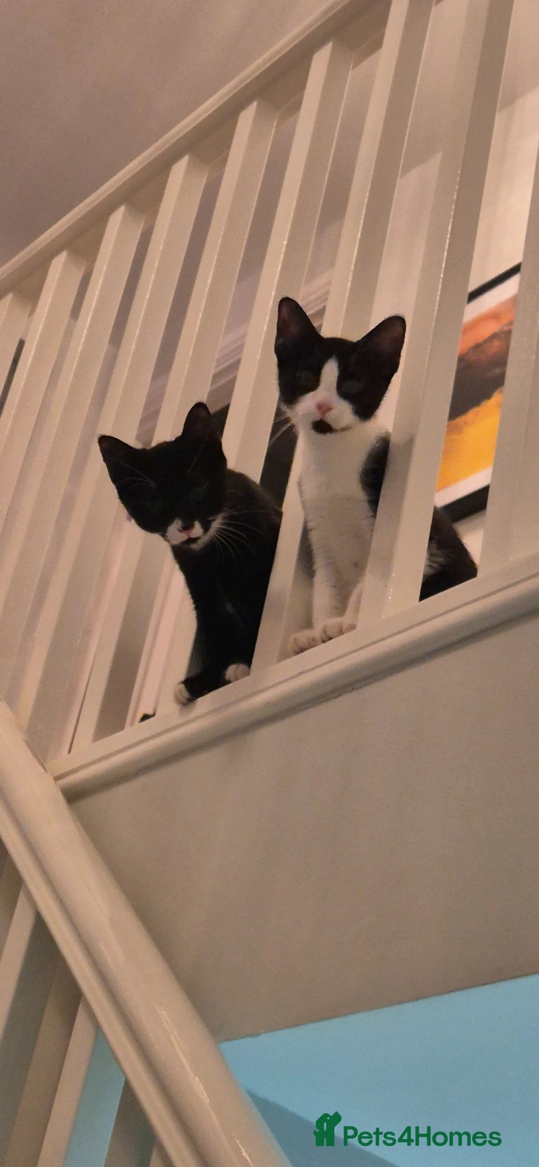 Mixed Breed cats for sale: Two male kittens  - Advert 1