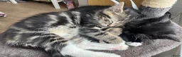 Mixed Breed cats for sale: Mixed breed kittens looking for new home  - Advert 8