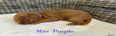 Miss Purple