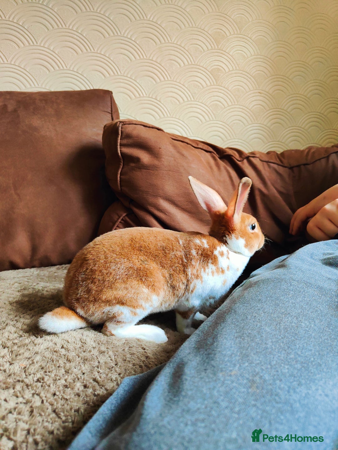 Mixed Breed rabbits for sale: 2x lionhead 1x rex rabbit  - Advert 4