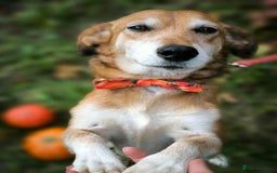 Mixed Breed dogs for adoption: 💖🐶 EVA 🐶💖 - Image 5