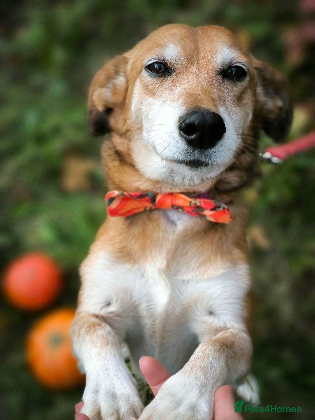 Mixed Breed dogs for adoption: 💖🐶 EVA 🐶💖 - Image 5