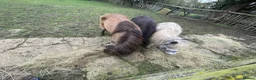 Miniature horses for sale: Female miniature horse - Advert 9