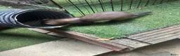Ferret rodents for sale: Baby Ferret - Advert 8