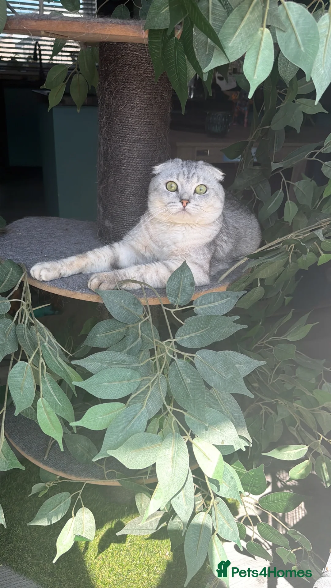 Scottish Fold cats for sale: Scottish fold and Scottish straight kittens - Advert 17