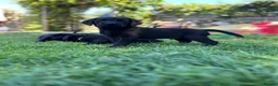 Labrador Retriever dogs for sale: KC Reg.Parents Fully Health Tested.Ready Now - Advert 11