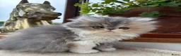 Persian cats for sale: Exotic long haired kittens male and female  - Advert 2