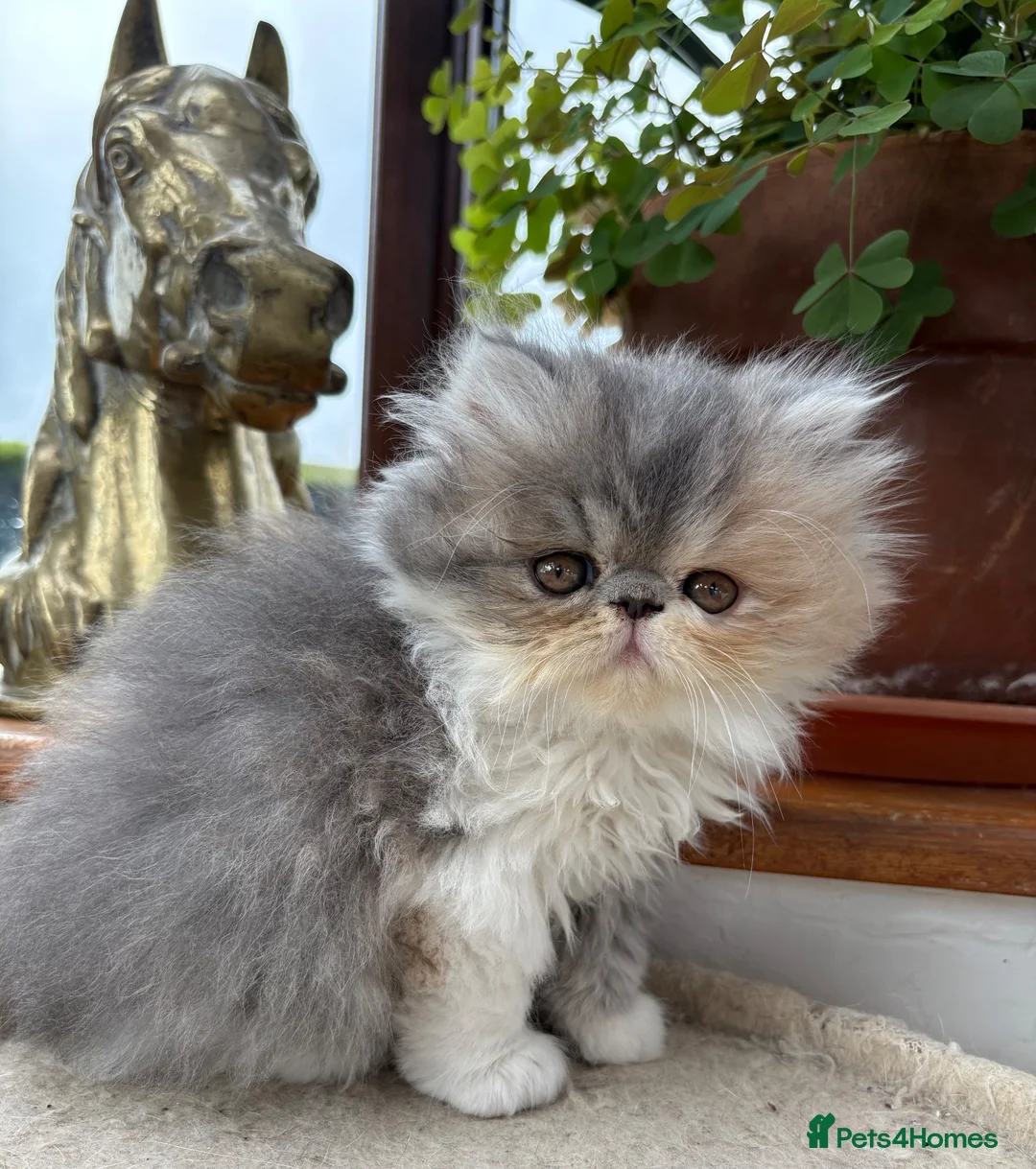 Persian cats for sale: Exotic long haired kittens male and female  - Advert 2