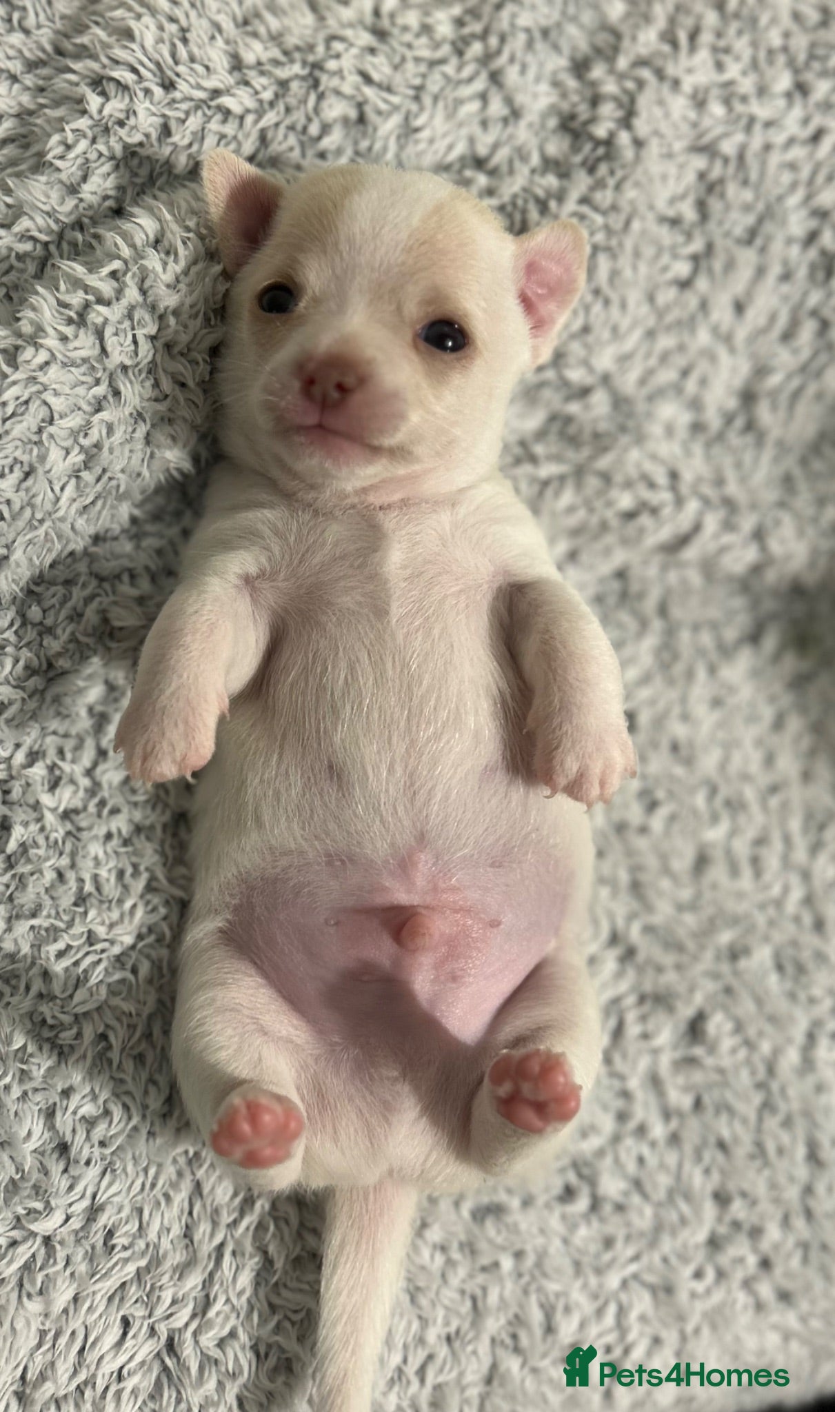 Chihuahua dogs Chihuahua puppies 2x boys 1x girl  - Advert 11