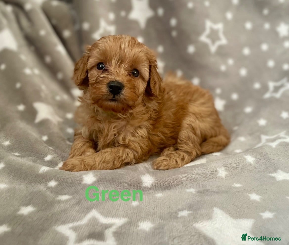 Schnoodle dogs Beautiful Schnoodle Pups - Advert 1
