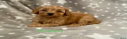 Schnoodle dogs for sale: Beautiful Schnoodle Pups - Advert 1