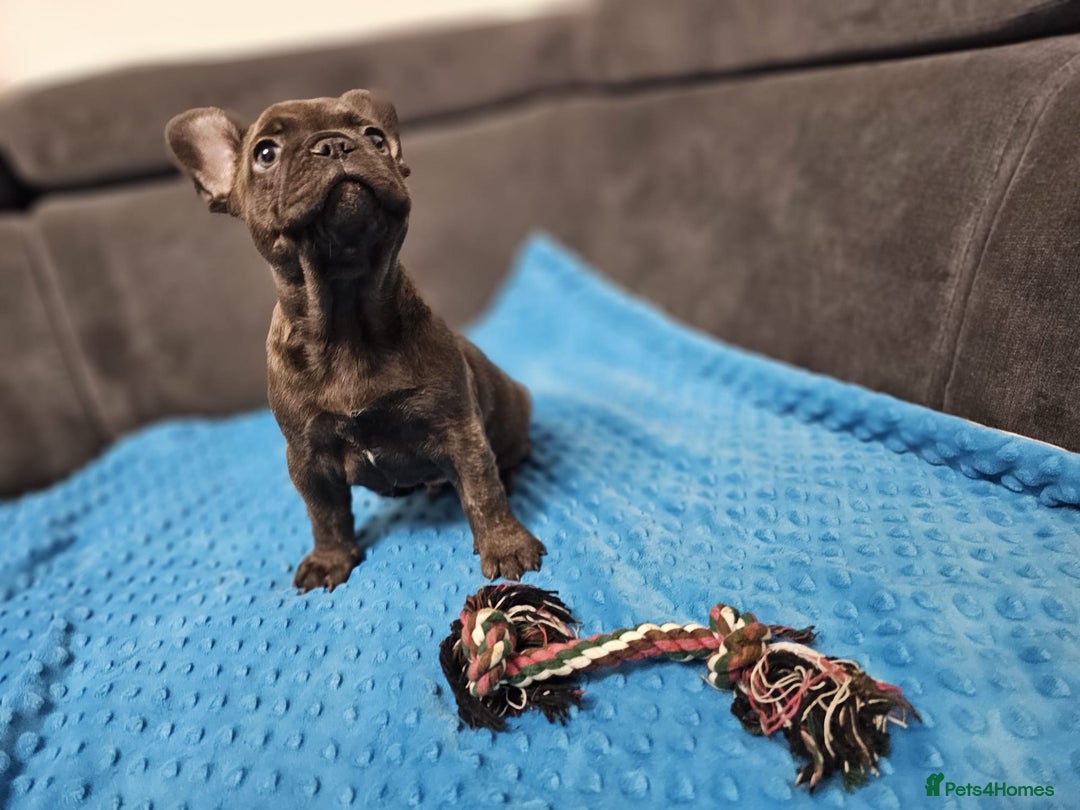 French Bulldog dogs for sale: French buldog puppies - Image 9