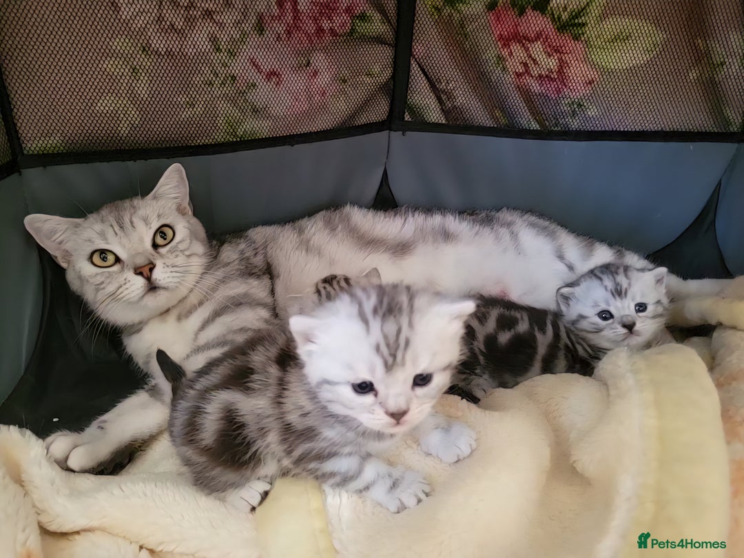 British Shorthair cats for sale: British Shorthair Silver Tabby  - Image 7