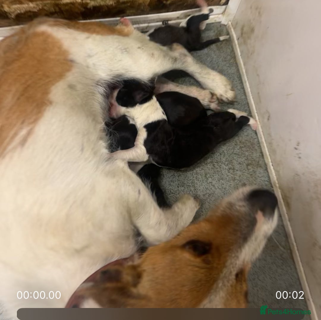 Mixed Breed dogs for sale: 🐾 Jack Russell x Border Collie Puppies  - Image 38