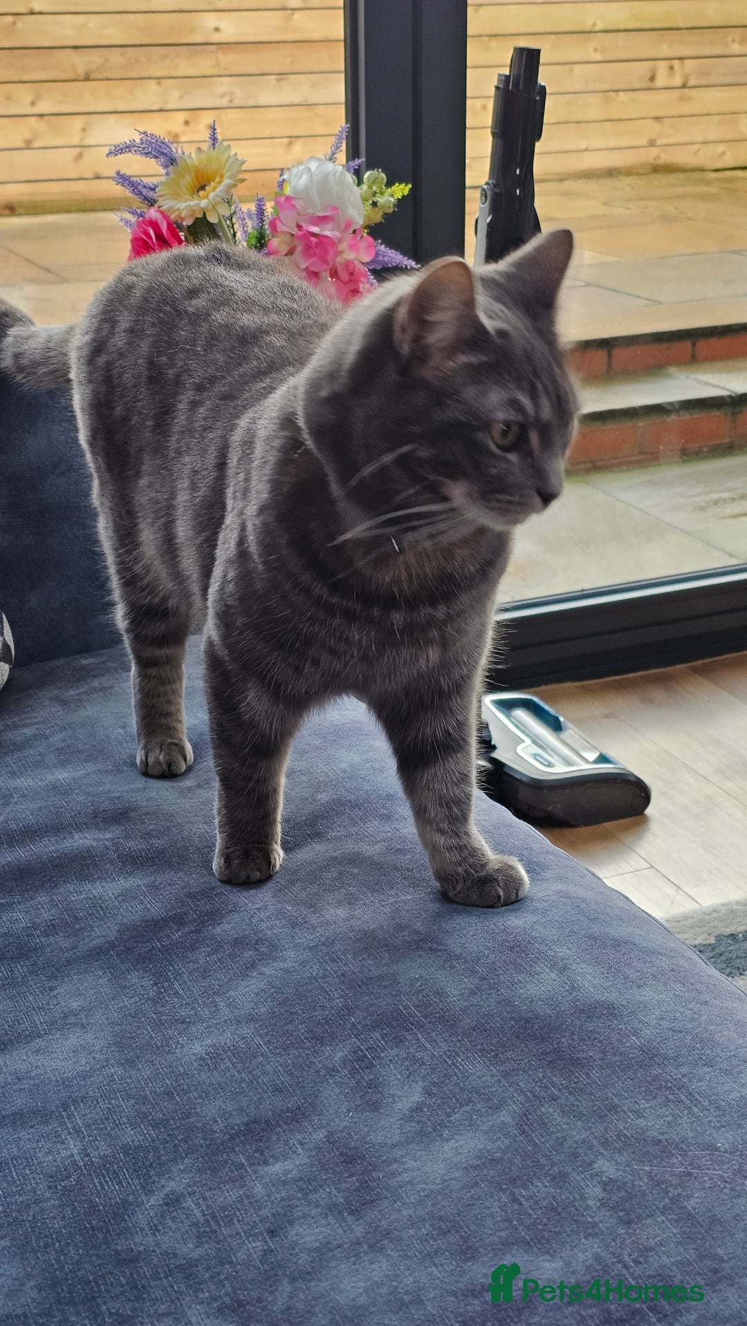 British Shorthair cats for sale: BSH cross for rehoming. 3 yrs. Female - Image 3