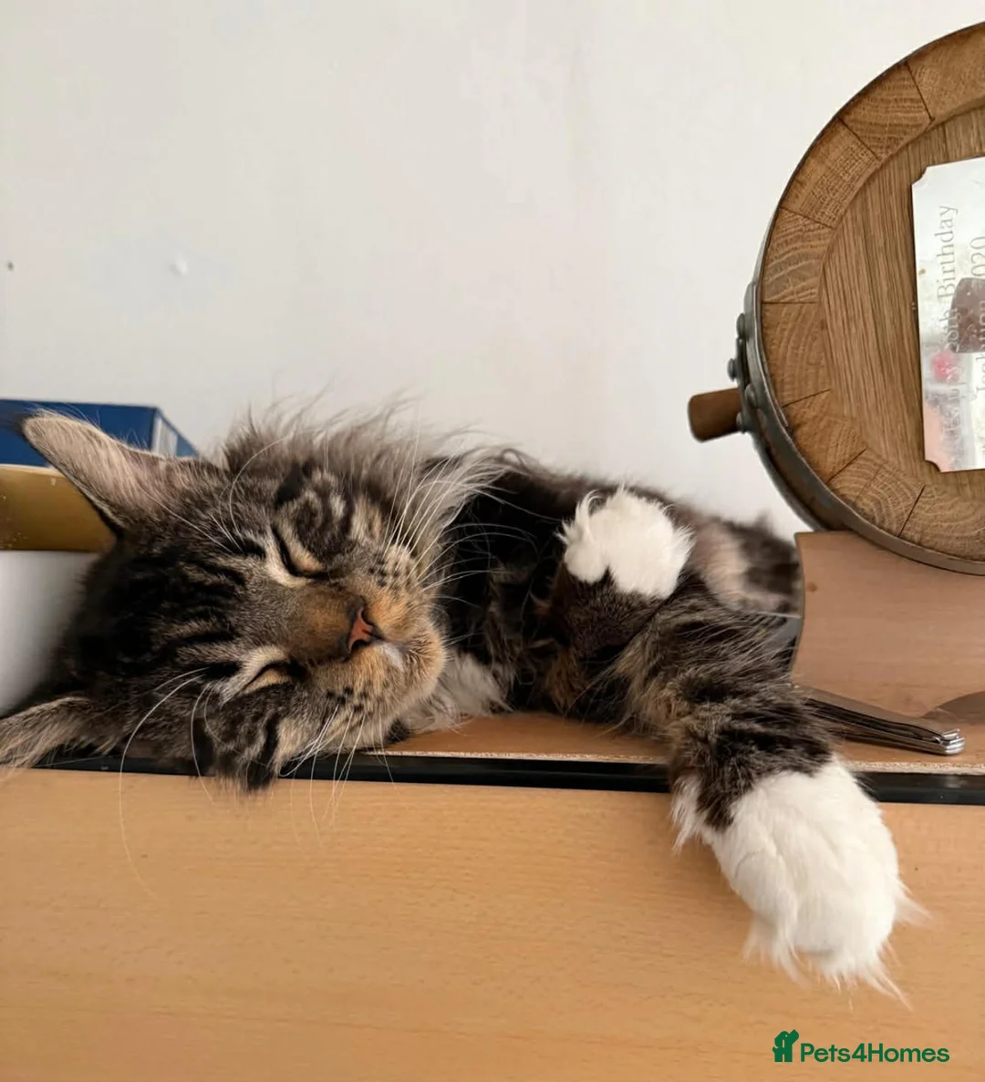 Maine Coon cats for sale: XL Red & White &  black smoke Maine Coon kittens  - Advert 2