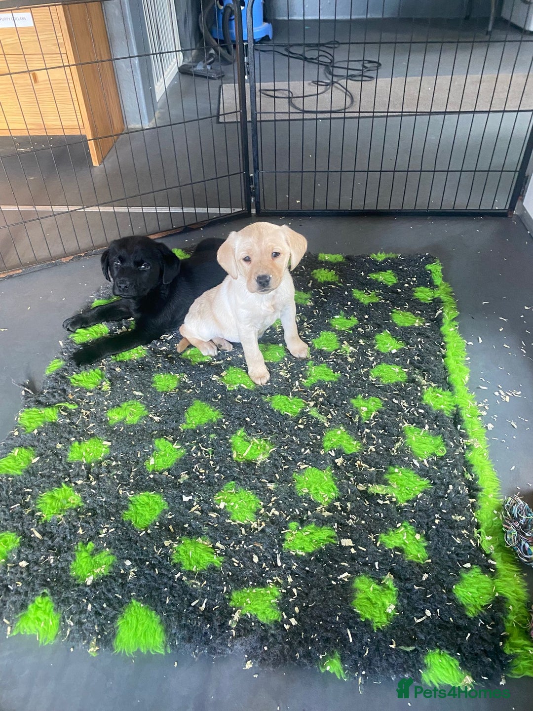 Labrador Retriever dogs for sale: Yellow and Labrador puppiea - Advert 13