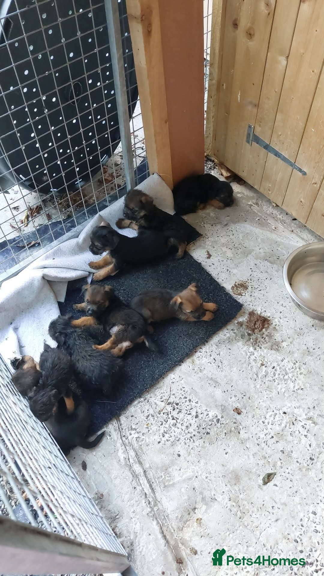 Border Terrier dogs Cracking litter of 8 boarder terrier  - Advert 8
