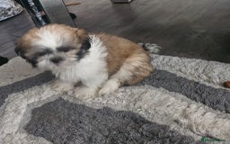 Shih Tzu dogs for sale: shih tzu - Image 3