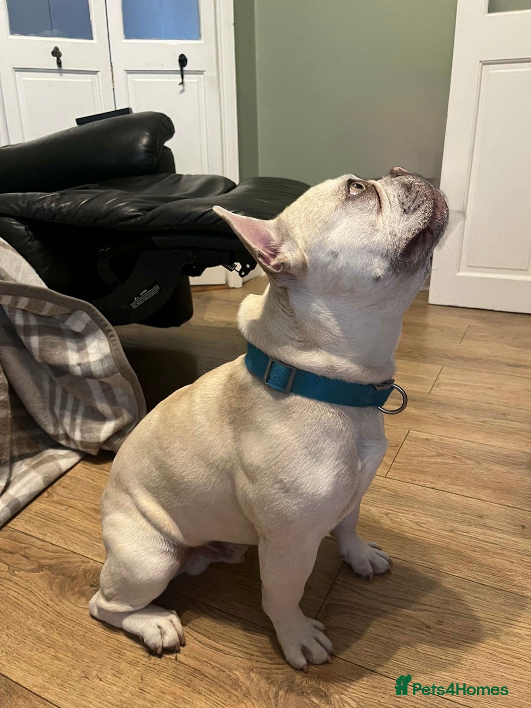 French Bulldog dogs for stud: REGGIE available for stud🔥🔥🔥 in Bradford - Image 2