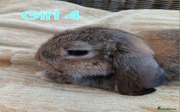 Mini Lop rabbits for sale: Three Beautiful Mini Lop Bunnies Left - Image 11