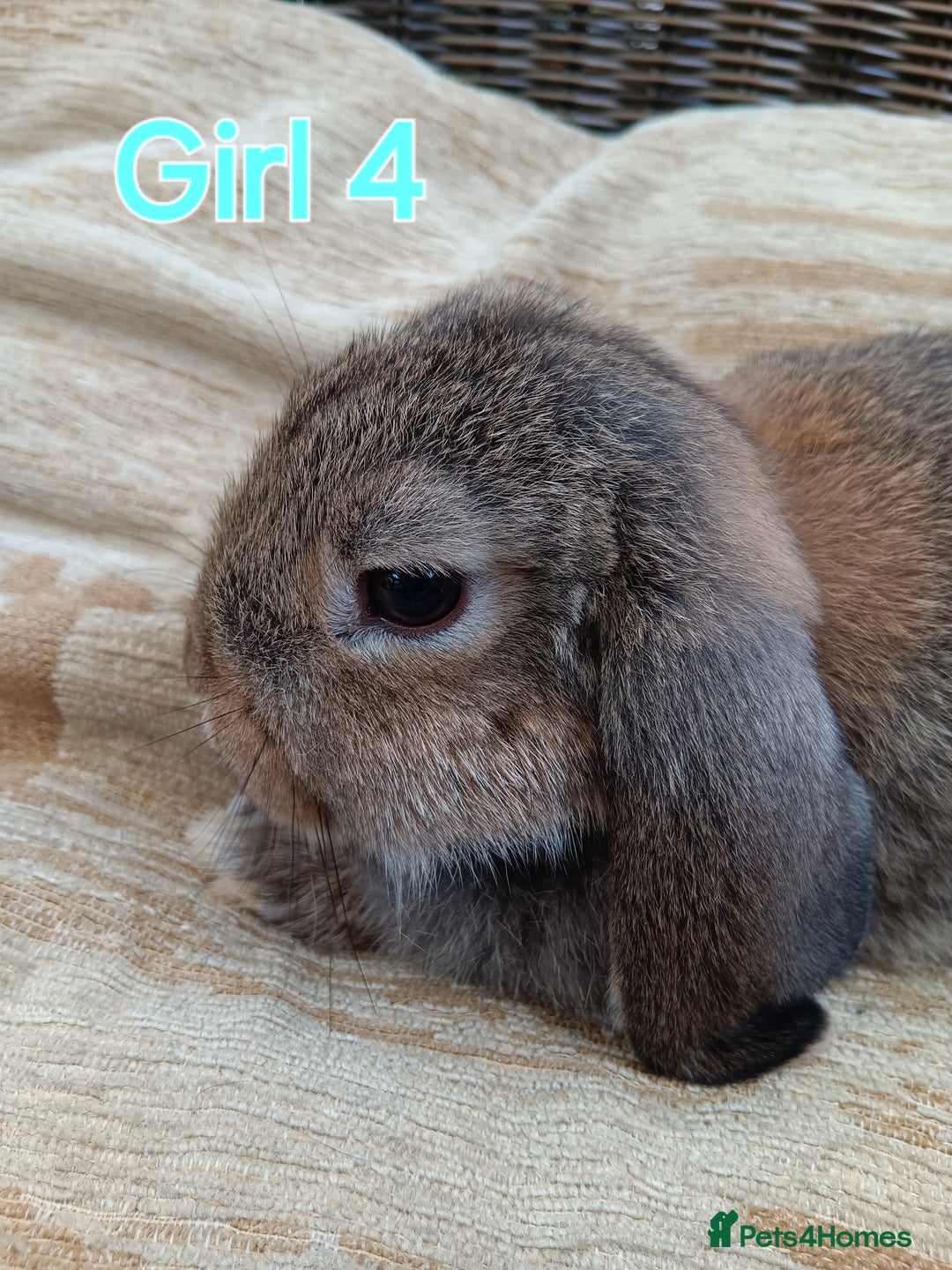Mini Lop rabbits for sale: Three Beautiful Mini Lop Bunnies Left - Image 11