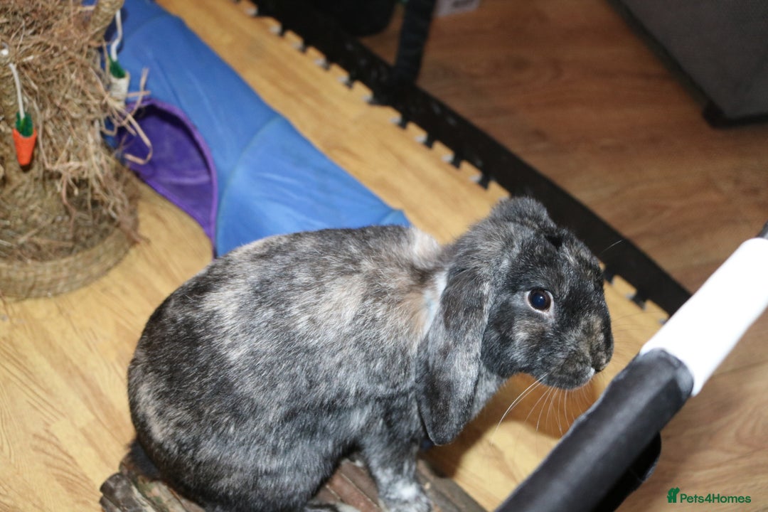 Mini Lop rabbits for sale: Mini Lop Doe - Advert 5