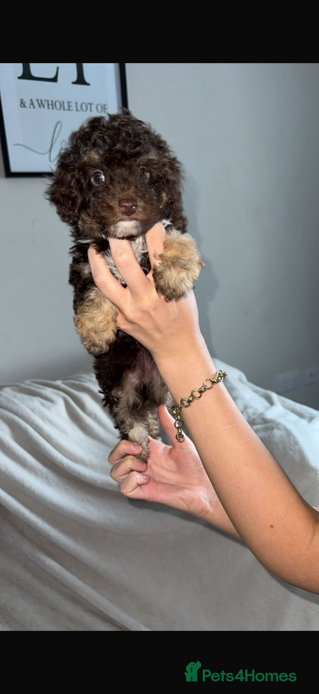 Toy Poodle dogs Chocolate phantom rare colour toy poodles KC REG - Advert 18