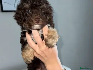 Toy Poodle dogs Chocolate phantom rare colour toy poodles KC REG - Advert 18