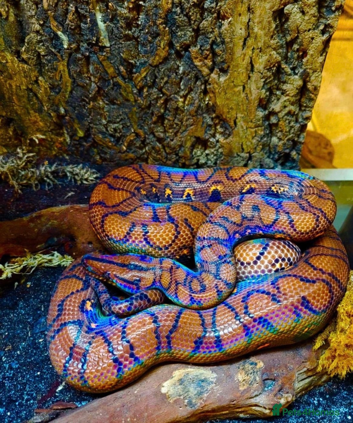 Boa Snake reptiles Brazilian rainbow boa constrictor  - Advert 3