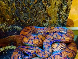 Boa Snake reptiles Brazilian rainbow boa constrictor - Advert 3