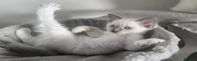 Ragdoll 2 Cider 